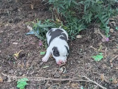 Twinkles – Australian Shepherd, Border Collie puppy for sale in Farmville, VA