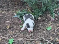 Twinkles, a female Australian Shepherd and Border Collie for sale in Farmville, VA – 1 of 4