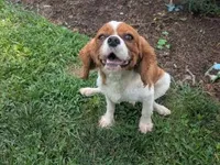 Cookie, a male Cavalier King Charles Spaniel for sale in Farmville, VA – 5 of 5