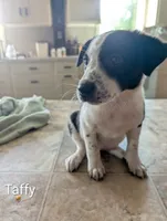 Taffy, a female Australian Shepherd and Border Collie for sale in Farmville, VA – 3 of 3