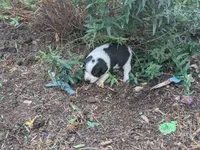 Taffy, a female Australian Shepherd and Border Collie for sale in Farmville, VA – 4 of 5