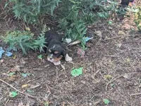 Candy, a female Cavalier King Charles Spaniel for sale in Farmville, VA – 3 of 6