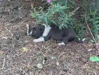 Trixie, a female Australian Shepherd and Border Collie for sale in Farmville, VA – 2 of 4