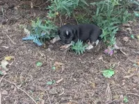 Tomahawk, a male Australian Shepherd and Border Collie for sale in Farmville, VA – 2 of 5