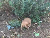 Caramel, a male Cavalier King Charles Spaniel for sale in Farmville, VA – 3 of 7
