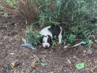 Taffy, a female Australian Shepherd and Border Collie for sale in Farmville, VA – 3 of 5