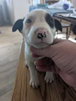 Pirate, a male Australian Shepherd and Border Collie for sale in Farmville, VA – Photo 5 of 6