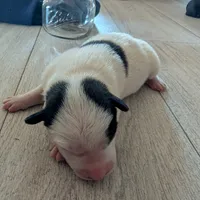 Pirate, a male Australian Shepherd and Border Collie for sale in Farmville, VA – Photo 4 of 6