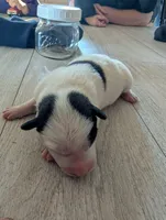 processed/362f3741-f6d5-42a6-afa0-54a0a44dfcf1/listing/4426c3b9-f1c2-4267-a8a9-9cbcbc7becc8/a0311bf0-92af-464d-9b7f-1fbf0b55fe1b