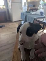 Pirate, a male Australian Shepherd and Border Collie for sale in Farmville, VA – Photo 6 of 6