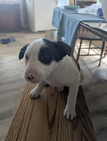 Pirate, a male Australian Shepherd and Border Collie for sale in Farmville, VA – Photo 1 of 6