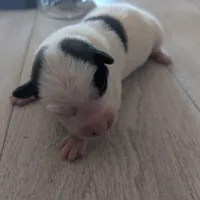 Pirate, a male Australian Shepherd and Border Collie for sale in Farmville, VA – Photo 2 of 6