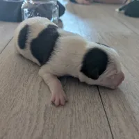 Pirate, a male Australian Shepherd and Border Collie for sale in Farmville, VA – Photo 3 of 6