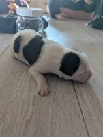 processed/362f3741-f6d5-42a6-afa0-54a0a44dfcf1/listing/4426c3b9-f1c2-4267-a8a9-9cbcbc7becc8/fe6d4865-b2c2-4510-841b-55186883e471