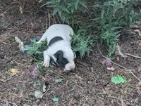 Tinker, a male Australian Shepherd and Border Collie for sale in Farmville, VA – 3 of 5