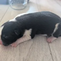 Patches, a female Australian Shepherd and Border Collie for sale in Farmville, VA – Photo 2 of 3