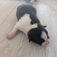 Patches, a female Australian Shepherd and Border Collie for sale in Farmville, VA – Photo 3 of 3