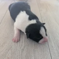 Patches, a female Australian Shepherd and Border Collie for sale in Farmville, VA – Photo 1 of 3