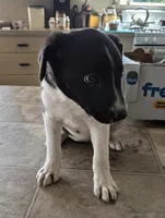 Twila, a female Australian Shepherd and Border Collie for sale in Farmville, VA – 2 of 7