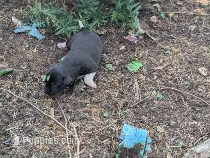 Tomahawk – Australian Shepherd, Border Collie puppy for sale in Farmville, VA