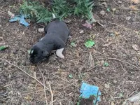 Tomahawk, a male Australian Shepherd and Border Collie for sale in Farmville, VA – 1 of 5