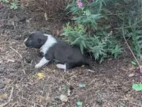Trixie, a female Australian Shepherd and Border Collie for sale in Farmville, VA – 3 of 4