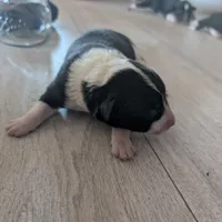 Bluey, a male Australian Shepherd and Border Collie for sale in Farmville, VA – Photo 3 of 4