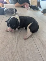 processed/362f3741-f6d5-42a6-afa0-54a0a44dfcf1/listing/566603d3-9f71-4d97-a1b1-7fc6d2d16660/267d3cbb-3262-4932-981c-67fcbeec8c20