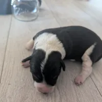 Bluey, a male Australian Shepherd and Border Collie for sale in Farmville, VA – Photo 1 of 4