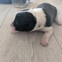 Bluey, a male Australian Shepherd and Border Collie for sale in Farmville, VA – Photo 2 of 4