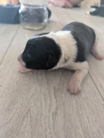 processed/362f3741-f6d5-42a6-afa0-54a0a44dfcf1/listing/566603d3-9f71-4d97-a1b1-7fc6d2d16660/c373bac1-dcd1-4ba5-9b69-8477031150f3