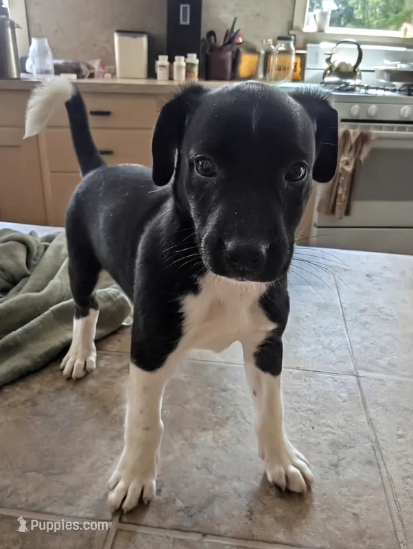 Tomahawk – Australian Shepherd, Border Collie puppy for sale in Farmville, VA