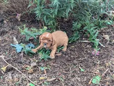Cookie – Cavalier King Charles Spaniel puppy for sale in Farmville, VA