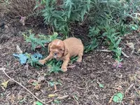 Cookie, a male Cavalier King Charles Spaniel for sale in Farmville, VA – 1 of 5