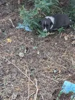 Twila, a female Australian Shepherd and Border Collie for sale in Farmville, VA – 3 of 5