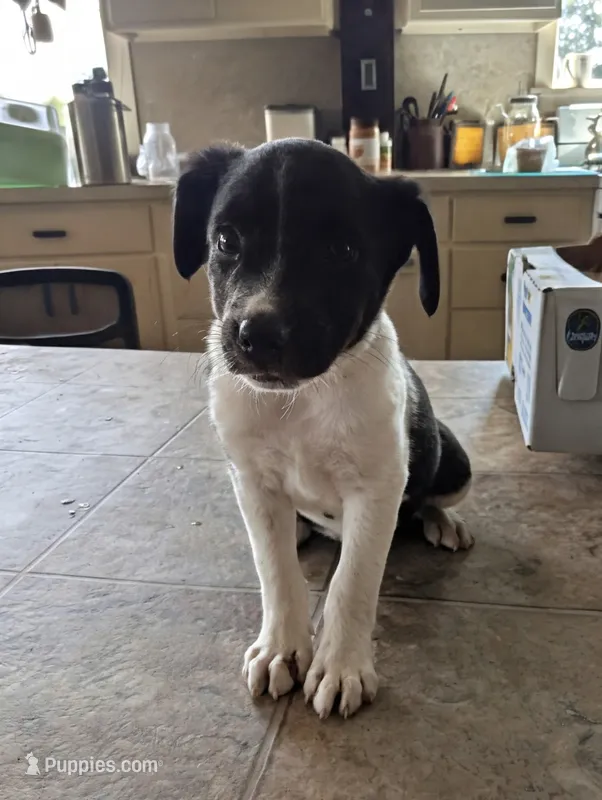 Twila – Australian Shepherd, Border Collie puppy for sale in Farmville, VA