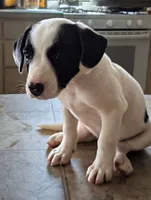 Tinker, a male Australian Shepherd and Border Collie for sale in Farmville, VA – 2 of 8