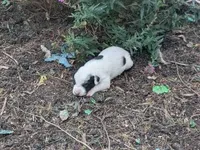Tinker, a male Australian Shepherd and Border Collie for sale in Farmville, VA – 4 of 5