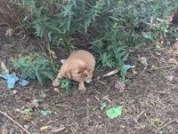 Caramel, a male Cavalier King Charles Spaniel for sale in Farmville, VA – 2 of 7