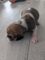 Spot, a male Jack Russell Terrier and Cavalier King Charles Spaniel for sale in Farmville, VA – Photo 4 of 4