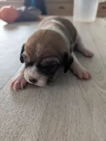 Spot, a male Jack Russell Terrier and Cavalier King Charles Spaniel for sale in Farmville, VA – Photo 2 of 4