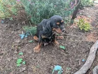 Caramel, a male Cavalier King Charles Spaniel for sale in Farmville, VA – 4 of 7