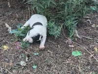 Tinker, a male Australian Shepherd and Border Collie for sale in Farmville, VA – 2 of 5