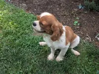 Candy, a female Cavalier King Charles Spaniel for sale in Farmville, VA – 5 of 6