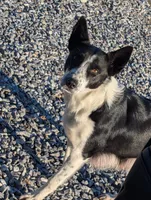 Tinker, a male Australian Shepherd and Border Collie for sale in Farmville, VA – 5 of 5