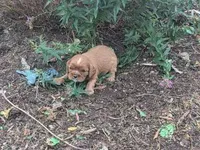 Cookie, a male Cavalier King Charles Spaniel for sale in Farmville, VA – 2 of 5