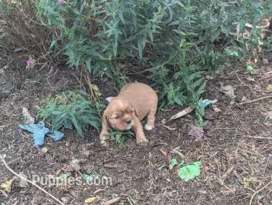 Caramel – Cavalier King Charles Spaniel puppy for sale in Farmville, VA