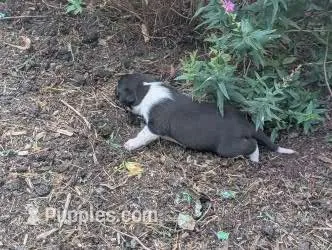 Trixie – Australian Shepherd, Border Collie puppy for sale in Farmville, VA