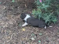 Trixie, a female Australian Shepherd and Border Collie for sale in Farmville, VA – 1 of 4