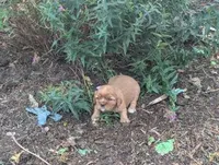 Caramel, a male Cavalier King Charles Spaniel for sale in Farmville, VA – 5 of 7